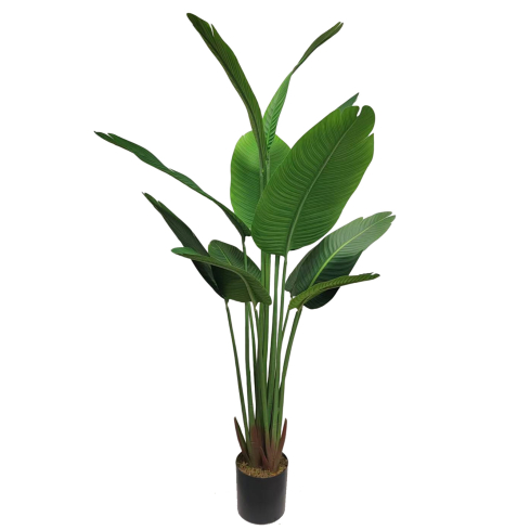 Paradiisilill (160 cm)