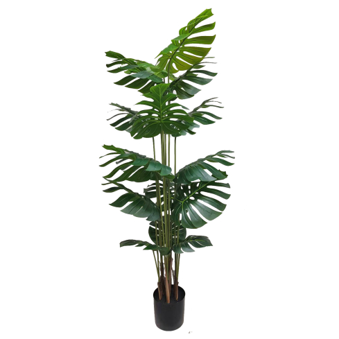 Monstera (170 cm)