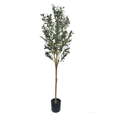 Oliivipuu (160 cm)