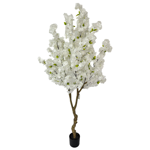 Kirsipuu valge (200 cm)